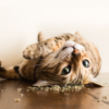 Catnip