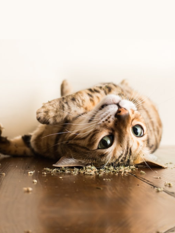 Catnip